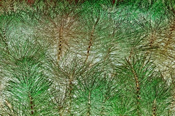 N 076D